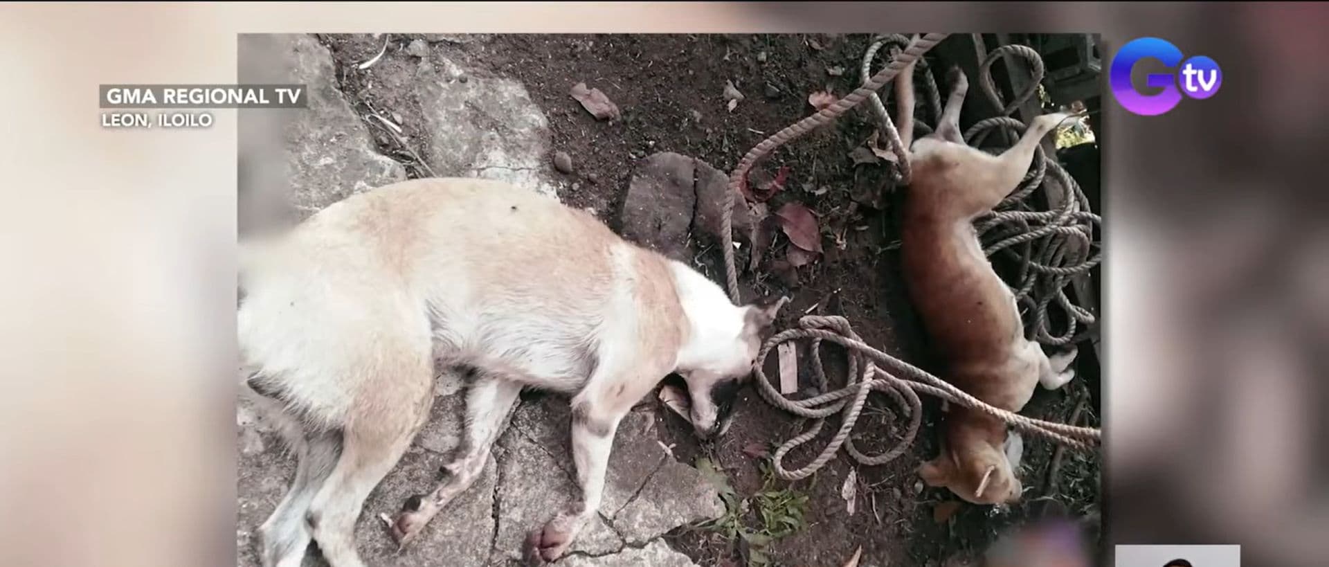 Tatlong aso, pinatay umano sa pamamagitan ng lason para nakawin ang chainsaw sa Iloilo